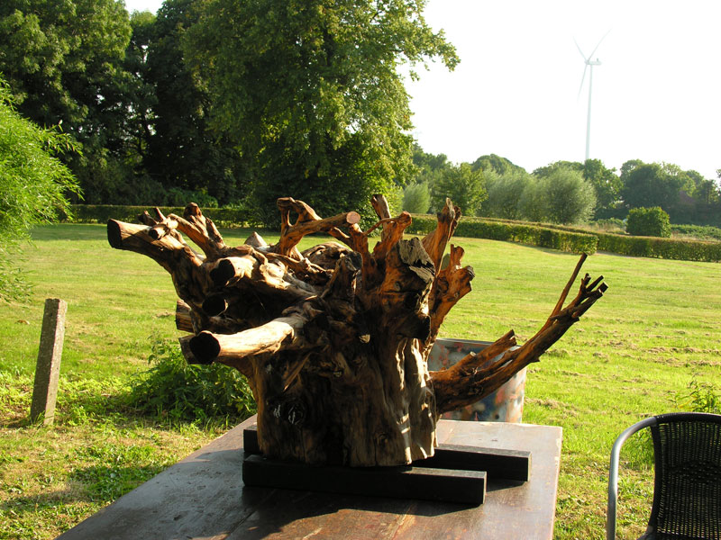 Taxus voor de schuur